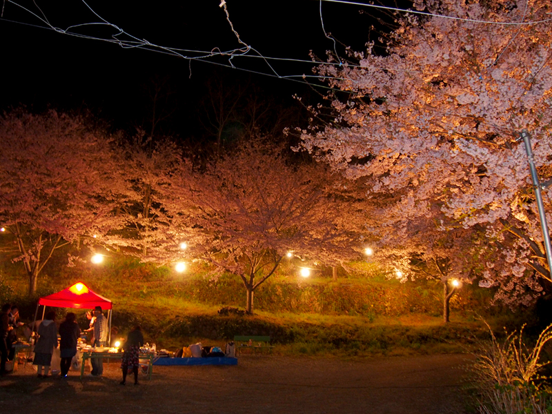 峯自然園の夜桜バーベキュー